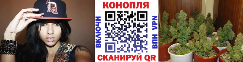 сколько стоит Рубцовск Бошки марихуана ГИДРОПОН